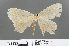  (Thinopteryx nebulosa - RMNH.INS.541889)  @13 [ ] CreativeCommons - Attribution Non-Commercial Share-Alike (2013) Unspecified Naturalis, Biodiversity Centre