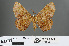  (Microcalicha fumosaria - RMNH.INS.541896)  @11 [ ] CreativeCommons - Attribution Non-Commercial Share-Alike (2013) Unspecified Naturalis, Biodiversity Centre