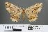  (Alcis albifera - RMNH.INS.541905)  @11 [ ] CreativeCommons - Attribution Non-Commercial Share-Alike (2013) Unspecified Naturalis, Biodiversity Centre