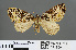  (Eustroma aerosum - RMNH.INS.541909)  @14 [ ] CreativeCommons - Attribution Non-Commercial Share-Alike (2013) Unspecified Naturalis, Biodiversity Centre