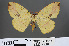  (Anthyperythra hermearia - RMNH.INS.541925)  @11 [ ] CreativeCommons - Attribution Non-Commercial Share-Alike (2013) Unspecified Naturalis, Biodiversity Centre