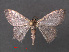  (Idaea informis - RMNH.INS.541926)  @11 [ ] CreativeCommons - Attribution Non-Commercial Share-Alike (2013) Unspecified Naturalis, Biodiversity Centre