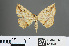  ( - RMNH.INS.541930)  @14 [ ] CreativeCommons - Attribution Non-Commercial Share-Alike (2013) Unspecified Naturalis, Biodiversity Centre