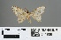  (Semiothisa emersaria - RMNH.INS.541938)  @11 [ ] CreativeCommons - Attribution Non-Commercial Share-Alike (2013) Unspecified Naturalis, Biodiversity Centre