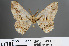  (Menophra harutai - RMNH.INS.541948)  @11 [ ] CreativeCommons - Attribution Non-Commercial Share-Alike (2013) Unspecified Naturalis, Biodiversity Centre