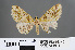  ( - RMNH.INS.541951)  @12 [ ] CreativeCommons - Attribution Non-Commercial Share-Alike (2013) Unspecified Naturalis, Biodiversity Centre