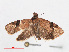  (Sorolopha asymmetrana - RMNH.INS.548615)  @12 [ ] CreativeCommons - Attribution Non-Commercial Share-Alike (2012) Unspecified Naturalis, Biodiversity Centre