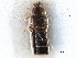  (Rhopalocerina clavigera - CCDB-28935-C02)  @11 [ ] CreativeCommons - Attribution (2015) CBG Photography Group Centre for Biodiversity Genomics