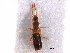  (Liogluta aloconotoides - CCDB-28976-C01)  @11 [ ] CreativeCommons - Attribution (2015) CBG Photography Group Centre for Biodiversity Genomics