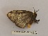  (Euglyphis albiplaga - BC-MNHN-LEP03006)  @11 [ ] CC-By (2022) Rodolphe Rougerie Muséum national d'Histoire naturelle, Paris