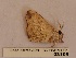  (Apatelodes ennomoides - BC-MNHN-LEP03105)  @11 [ ] CC-By (2022) Rodolphe Rougerie Muséum national d'Histoire naturelle, Paris