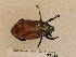  (Epichalcoplethis aciculata - BC-MNHN-LEP03125)  @11 [ ] CC-By (2022) Rodolphe Rougerie Muséum national d'Histoire naturelle, Paris