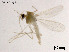  (Rheotanytarsus pinderi - LGS79)  @11 [ ] CreativeCommons-Attribution Non-Commercial Share-Alike (2020) Xiaolong Lin Nankai University, College of Life Sciences