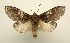  (Peridea ferruginea - DNA-ATBI-1111)  @15 [ ] CreativeCommons - Attribution (2010) Unspecified Centre for Biodiversity Genomics
