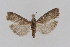  (Salebriaria turpidella - DNA-ATBI-1186)  @13 [ ] CreativeCommons - Attribution (2010) Unspecified Centre for Biodiversity Genomics