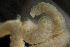  (Scoletoma tetraura complex - BIOUG-48554-E09)  @11 [ ] Creative Commons - Attribution Non-Commercial Share-Alike  (2021) Jessica Schultz University of Guelph
