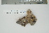  (Gyalolechia desertorum - CCDB-42547-C10)  @11 [ ] CreativeCommons - Attribution Non-Commercial Share-Alike (2022) Canadian Museum of Nature Canadian Museum of Nature