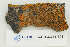  (Xanthoria sorediata - CCDB-33274-E01)  @11 [ ] CreativeCommons - Attribution Non-Commercial Share-Alike (2019) Hayley Paquette Canadian Museum of Nature