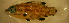  (Bodianus dictynna - bal11700bd171)  @12 [ ] CreativeCommons - Attribution Non-Commercial Share-Alike (2012) Benjamin Victor Benjamin Victor