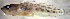  (Microgobius - fl813mg236)  @12 [ ] CreativeCommons - Attribution Non-Commercial Share-Alike (2013) Benjamin Victor Benjamin Victor