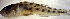  (Microgobius - fl813mg238)  @12 [ ] CreativeCommons - Attribution Non-Commercial Share-Alike (2013) Benjamin Victor Benjamin Victor