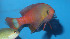  (Pseudanthias pictilis - fw15pp)  @11 [ ] CreativeCommons - Attribution Non-Commercial Share-Alike (2015) Benjamin Victor Benjamin Victor