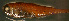  (Gonichthys tenuiculus - gv12gt260)  @11 [ ] CreativeCommons - Attribution Non-Commercial Share-Alike (2012) Benjamin Victor Benjamin Victor