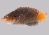  (Pseudochromis linda - soc18166)  @11 [ ] by-nc-sa (2022) Benjamin Victor Benjamin Victor