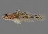  (Fusigobius maximus - soc18258)  @11 [ ] by-nc-sa (2022) Benjamin Victor Benjamin Victor