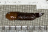  (Paragobiodon echinocephalus - UG0164)  @13 [ ] CreativeCommons - Attribution (2009) Unspecified Centre for Biodiversity Genomics