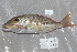  (Lethrinus semicinctus - UG0236)  @14 [ ] CreativeCommons - Attribution (2009) Unspecified Centre for Biodiversity Genomics