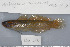  (Amblygobius decussatus - UG0276)  @14 [ ] CreativeCommons - Attribution (2009) Unspecified Centre for Biodiversity Genomics