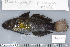  (Amblygobius phalaena - UG0283)  @14 [ ] CreativeCommons - Attribution (2009) Unspecified Centre for Biodiversity Genomics