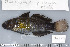  (Amblygobius - UG0283)  @14 [ ] CreativeCommons - Attribution (2009) Unspecified Centre for Biodiversity Genomics