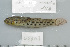  (Istigobius ornatus - UG0469)  @13 [ ] CreativeCommons - Attribution (2009) Unspecified Centre for Biodiversity Genomics