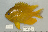  (Amblyglyphidodon aureus - UG0574)  @14 [ ] CreativeCommons - Attribution (2009) Unspecified Centre for Biodiversity Genomics