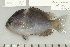  (Pomacentrus lepidogenys - UG0576)  @14 [ ] CreativeCommons - Attribution (2009) Unspecified Centre for Biodiversity Genomics