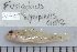  (Fusigobius signipinnis - UG0749)  @13 [ ] CreativeCommons - Attribution (2009) Unspecified Centre for Biodiversity Genomics