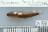  (Eviota nigriventris - UG0938)  @13 [ ] CreativeCommons - Attribution (2009) Unspecified Centre for Biodiversity Genomics