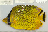  (Chaetodon rafflesii - UG0980)  @13 [ ] CreativeCommons - Attribution (2009) Unspecified Centre for Biodiversity Genomics