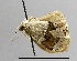  (Limacocera hel - AS-LIMAC 267)  @13 [ ] Copyright (2010) Unspecified Research Collection of Alexey V. Solovyev