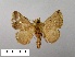  (Pygmaeomorpha lipara - WITT-LIMAC 396)  @12 [ ] Unspecified (default): All Rights Reserved  Unspecified Unspecified