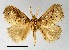  (Susica pygmaea - VZ-LIMAC 76)  @14 [ ] Copyright (2010) Unspecified Research Collection of Alexey V. Solovyev