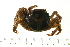  (Grapsus sp - HLC-24582)  @14 [ ] CreativeCommons - Attribution (2008) Unspecified Centre for Biodiversity Genomics