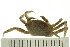  ( - HLC-24646)  @13 [ ] CreativeCommons - Attribution (2008) Unspecified Centre for Biodiversity Genomics