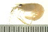  (Macrobrachium tolmerum - HLC-24735)  @15 [ ] CreativeCommons - Attribution (2008) Unspecified Centre for Biodiversity Genomics