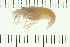 (Synalpheus sp - HLC-24946)  @11 [ ] CreativeCommons - Attribution (2008) Unspecified Centre for Biodiversity Genomics