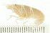  ( - HLC-24961)  @11 [ ] CreativeCommons - Attribution (2008) Unspecified Centre for Biodiversity Genomics