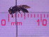  (Liphanthus cuscoensis - CCDB-46565-C06)  @11 [ ] CreativeCommons  Attribution Share-Alike (2023) Laurence Packer York University