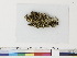  ( - CCDB-33283-A05)  @11 [ ] CreativeCommons - Attribution (2019) CBG Photography Group Centre for Biodiversity Genomics